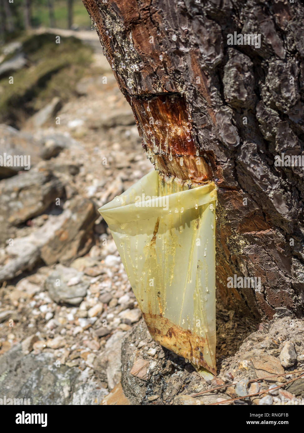 Raccolta della resina di sap da albero di corteccia di alberi di gocciolamento secernenti colava cadere in una plastica sacchetto di raccolta in Portogallo Foto Stock