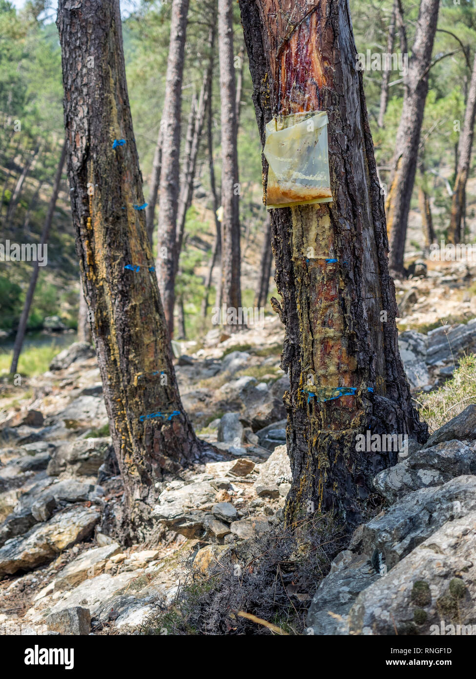 Raccolta della resina di sap da albero alberi con marcature blue e gocciolamento di corteccia di secernere colava cadere in una plastica sacchetto di raccolta in Portogallo Foto Stock