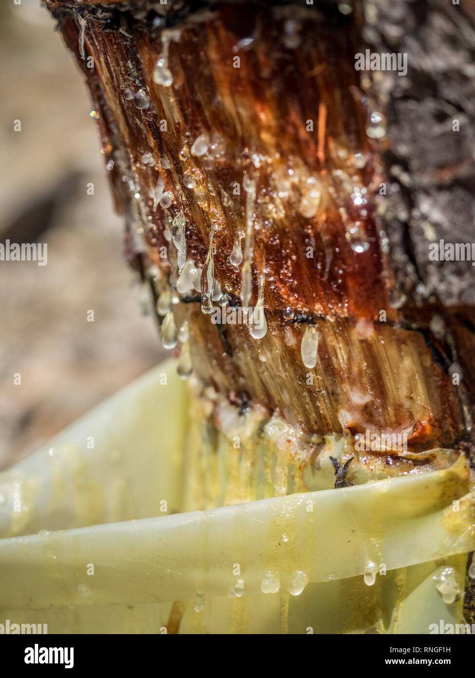 Vista ravvicinata della raccolta di resina di sap da albero di corteccia di alberi di gocciolamento secernenti colava cadere in una plastica sacchetto di raccolta in Portogallo Foto Stock