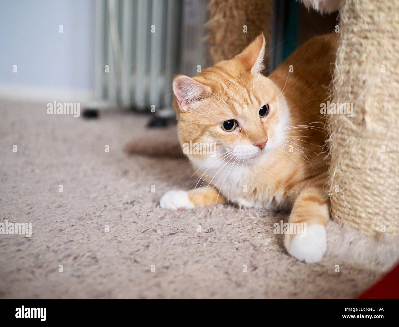 Mika la orange tabby di giocare a nascondino Foto Stock