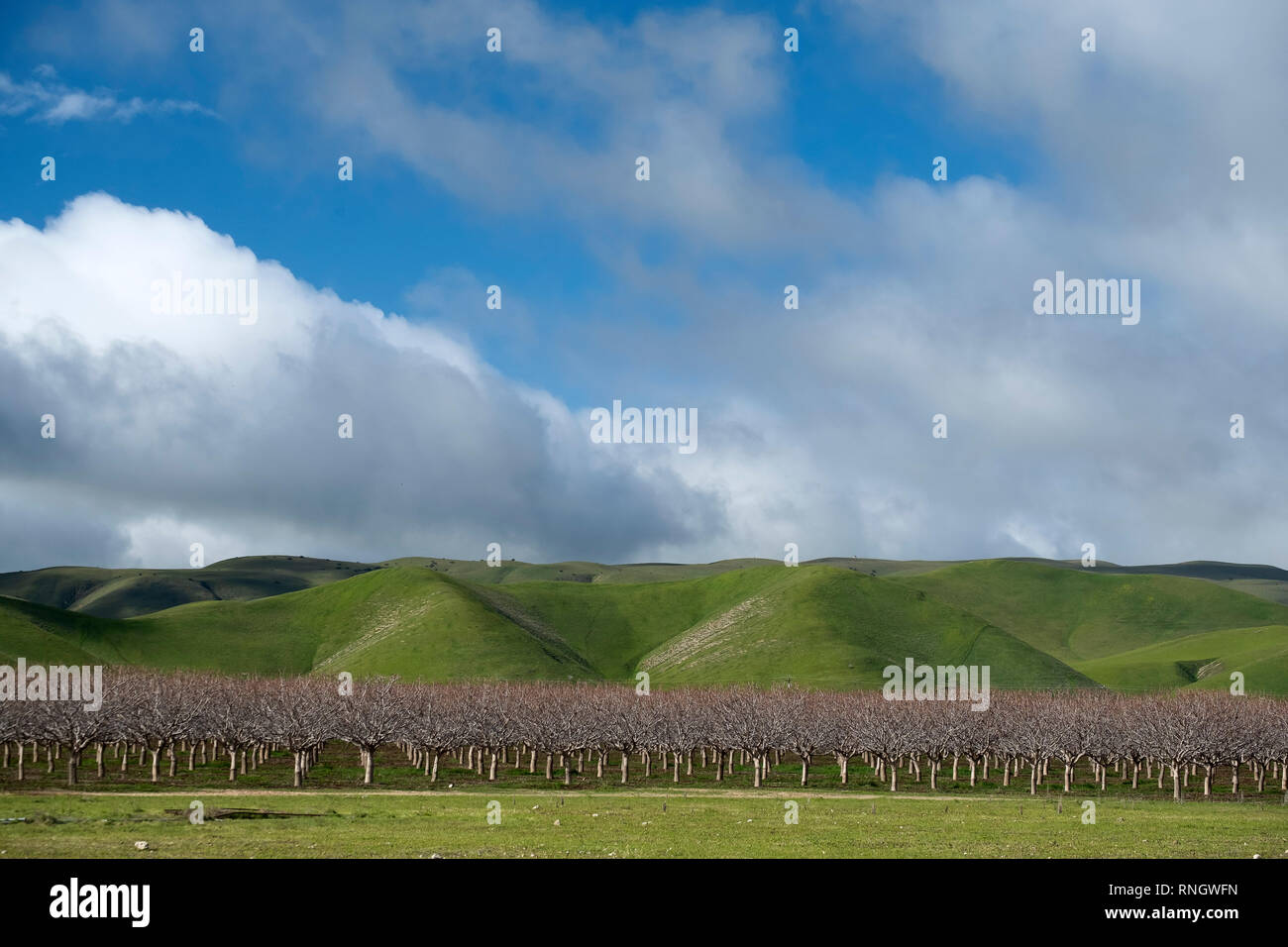 Frutteti di mandorle in inverno Foto Stock