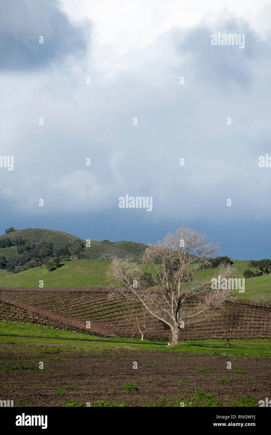 Albero di quercia in Santa Ynex Valley California USA Foto Stock