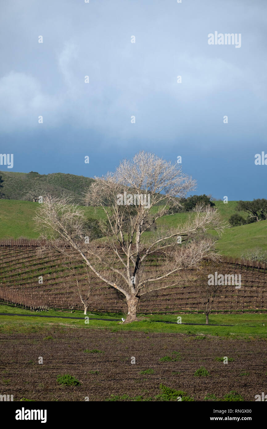 Albero di quercia in Santa Ynex Valley California USA Foto Stock