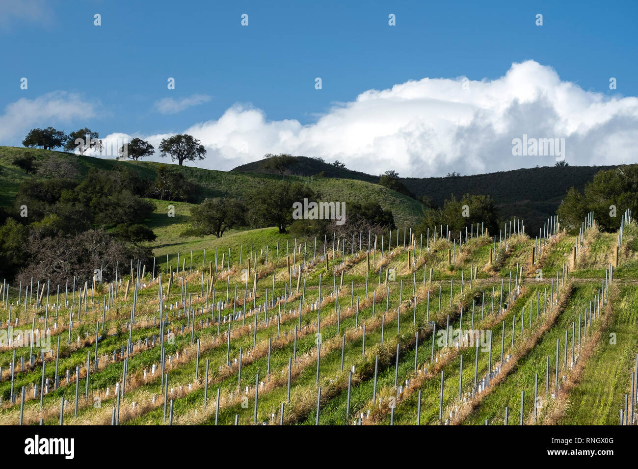 Oaks tra i vigneti della Santa Ynez Valley in California Foto Stock