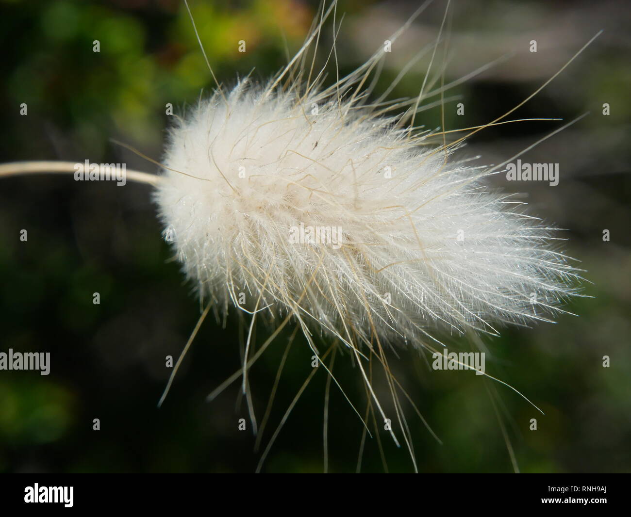 White feathery sementi da prato (lepre è la coda), Australia Meridionale Foto Stock