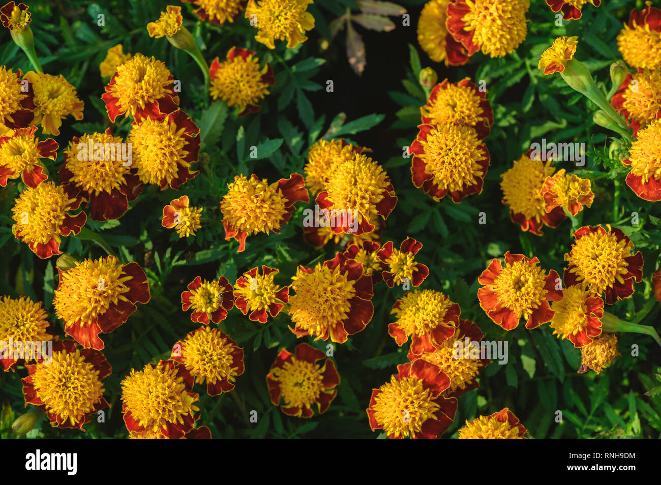 Hybrid Tagetes patula tagete francese in Bloom, giallo arancio mazzo di fiori, vista dall'alto e piccolo arbusto Foto Stock