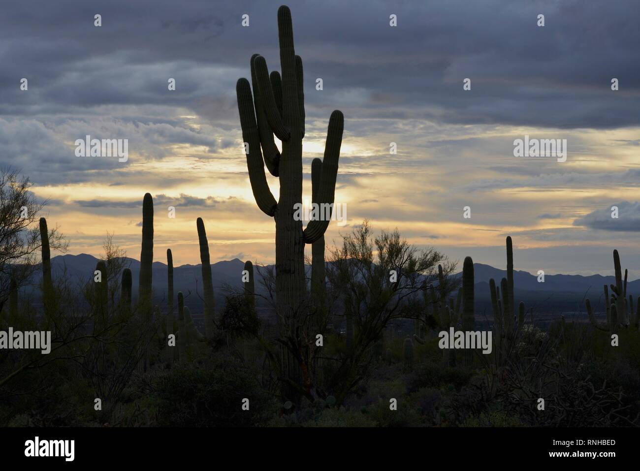 Deserto tramonto dal parco nazionale del Saguaro in Tucson, AZ Foto Stock