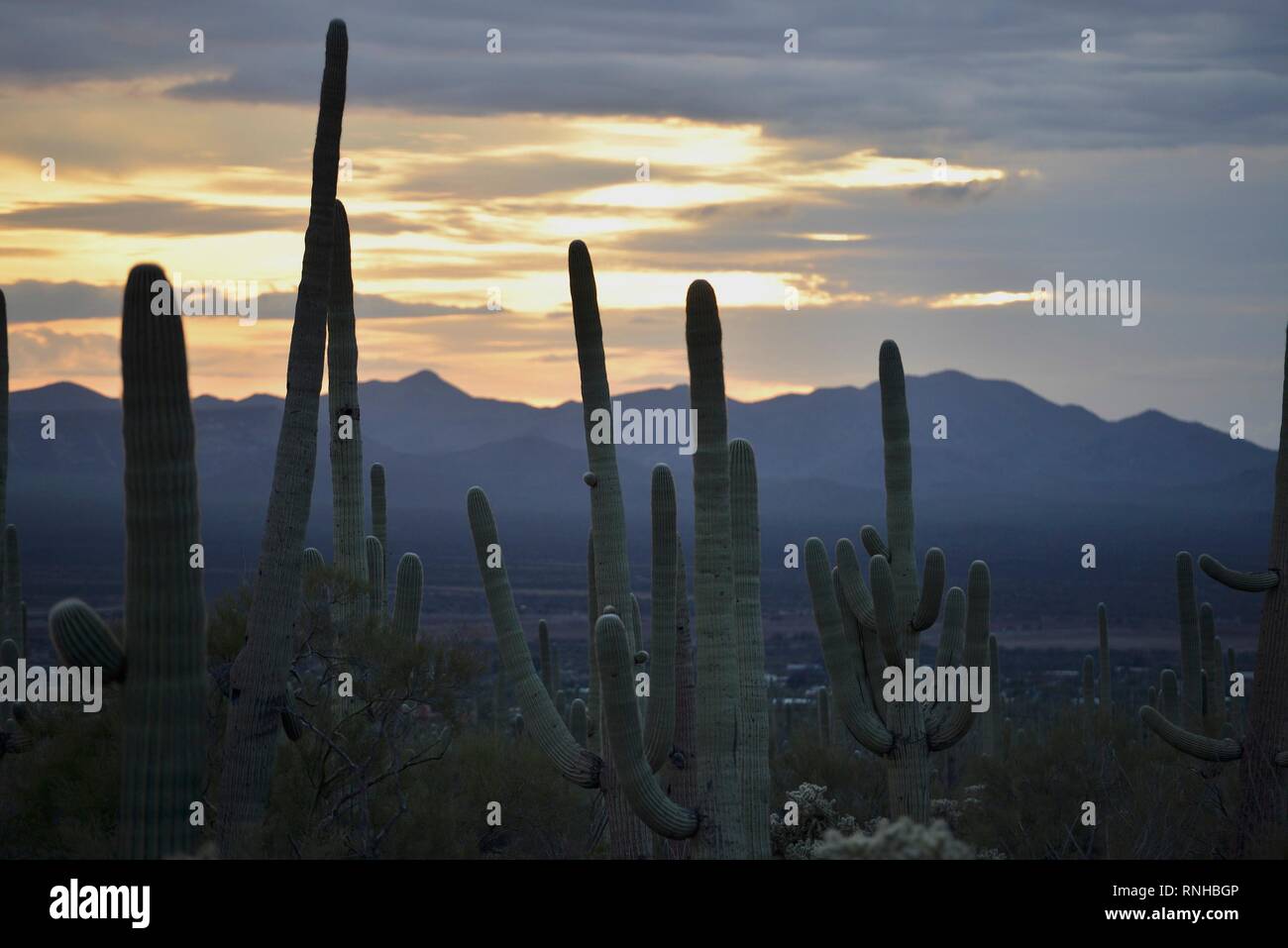 Deserto tramonto dal parco nazionale del Saguaro in Tucson, AZ Foto Stock