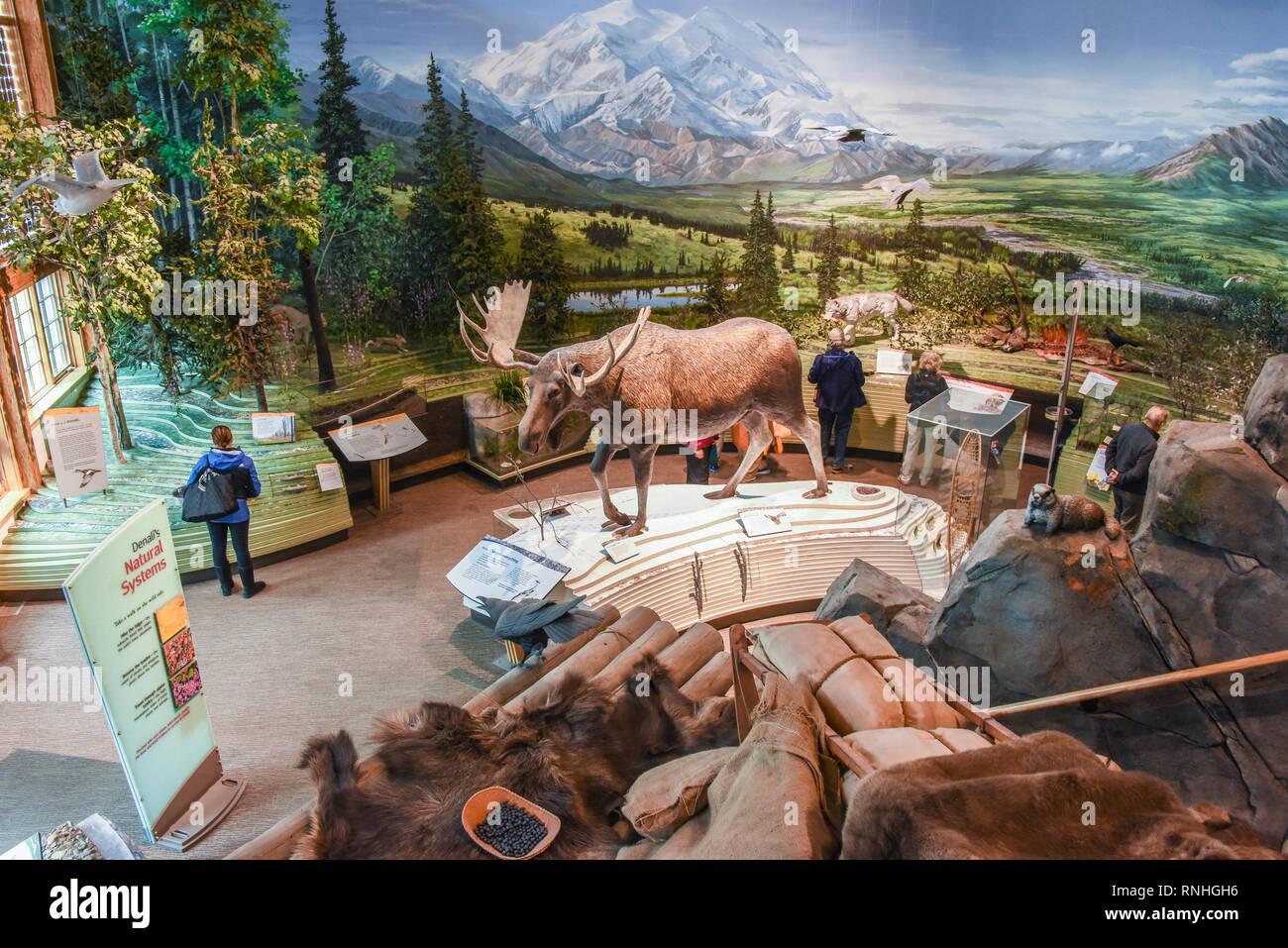 Diorama presso il Centro Visitatori del Parco a Riley Creek, Parco Nazionale di Denali, Alaska, STATI UNITI D'AMERICA Foto Stock