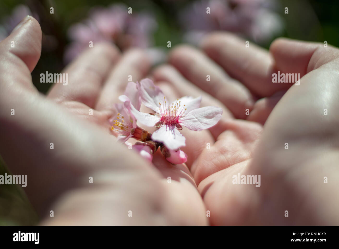 Mandorli in fiore le mani Foto Stock