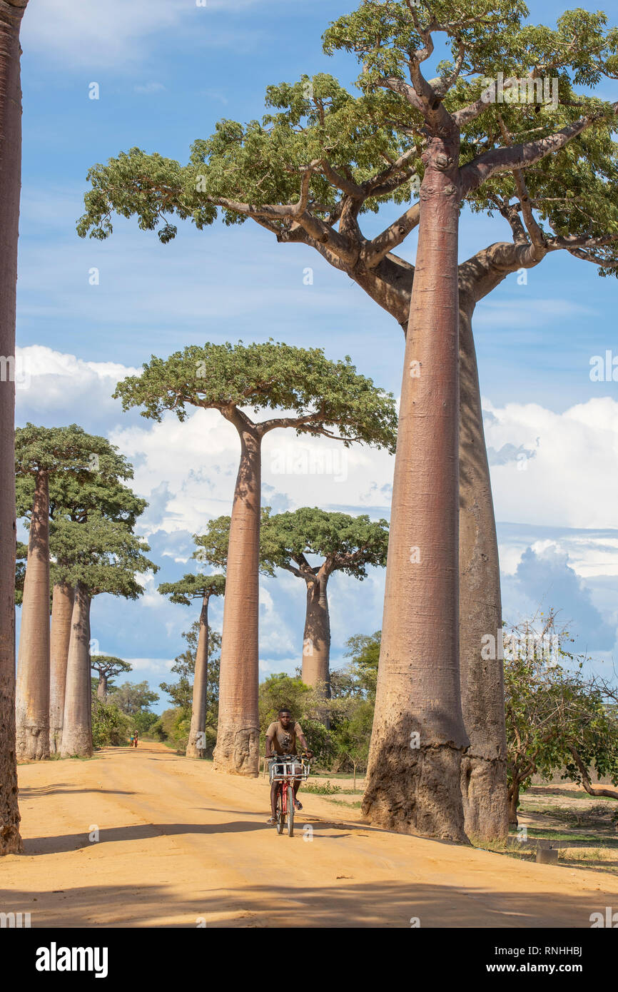 Ciclista in Viale dei baobab, Madagascar Foto Stock