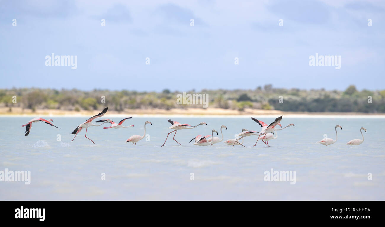 Gregge di fenicottero maggiore (Phoenicopterus roseus), Madagascar Foto Stock