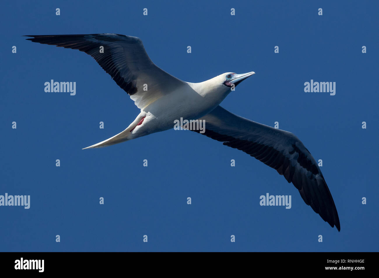 Rosso-footed booby (Sula sula) Foto Stock