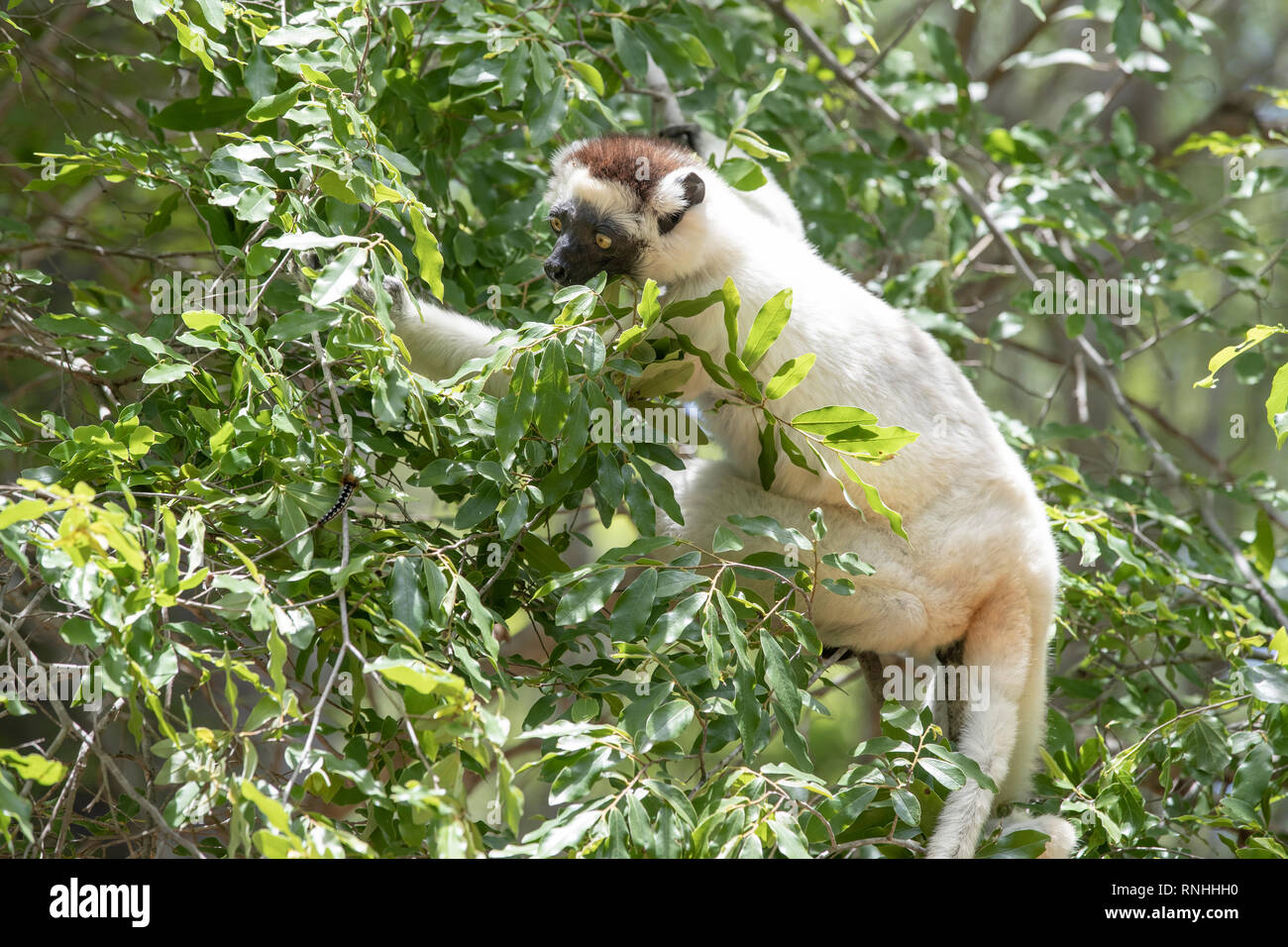 La Verreaux sifaka (Propithecus verreauxi) Foto Stock