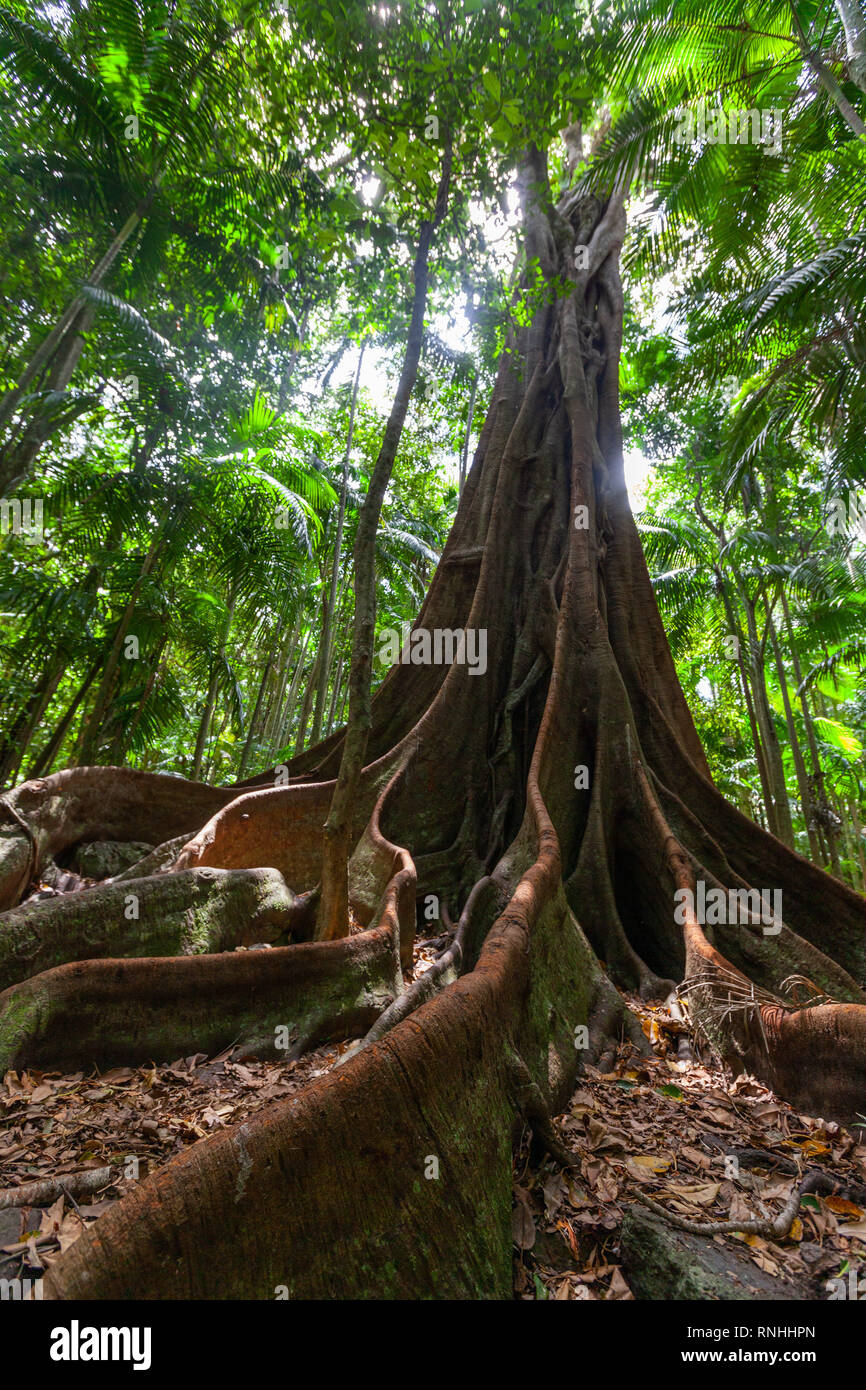 Un enorme albero di fico radici in una foresta pluviale - immagine verticale Foto Stock
