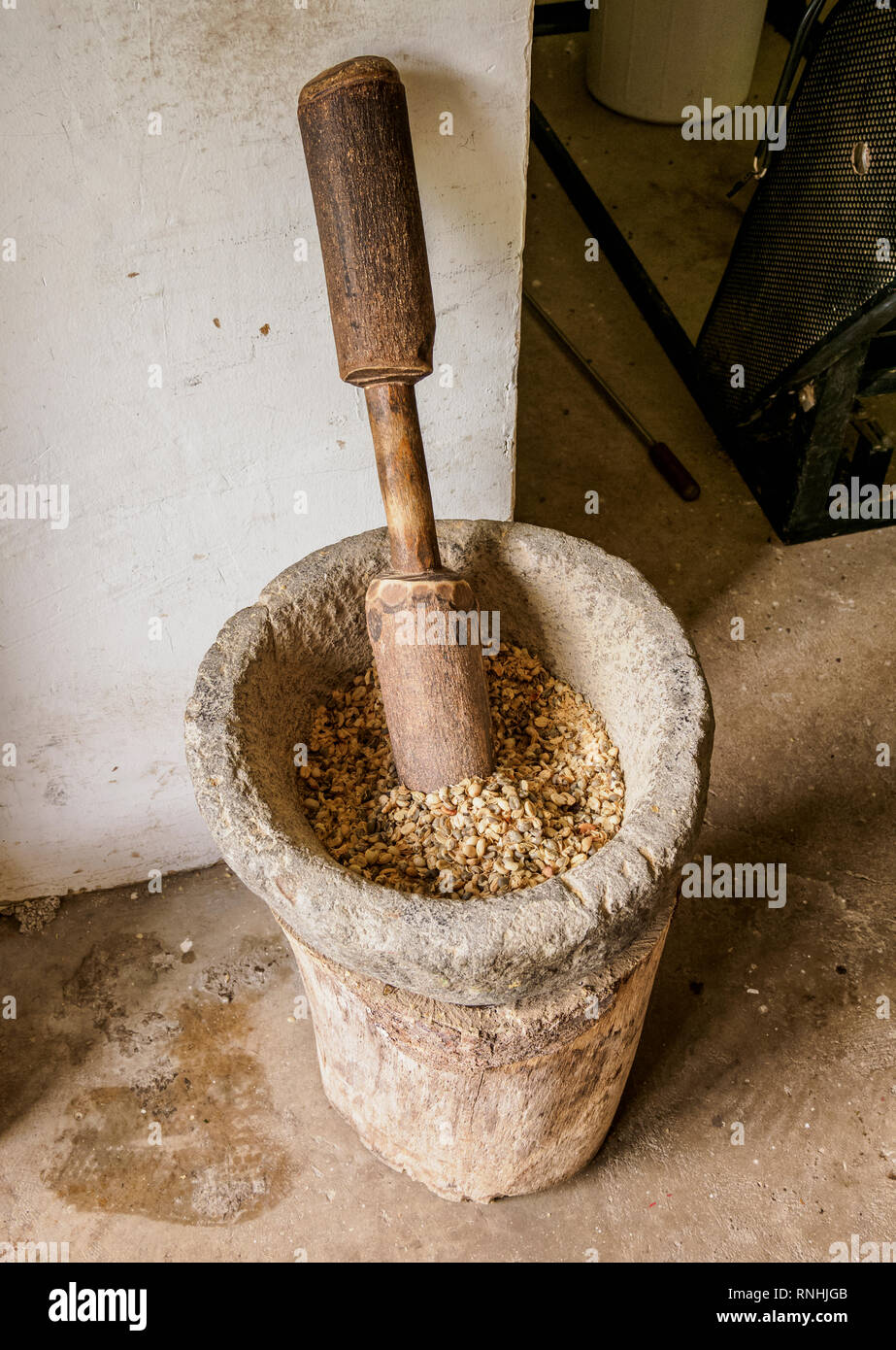 I chicchi di caffè, El Ocaso Farm, Salento, dipartimento di Quindio, Colombia Foto Stock