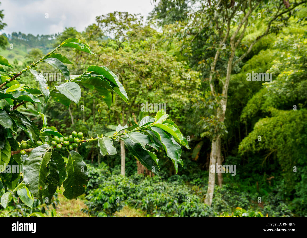 La Coffea Plantation, Salento, dipartimento di Quindio, Colombia Foto Stock