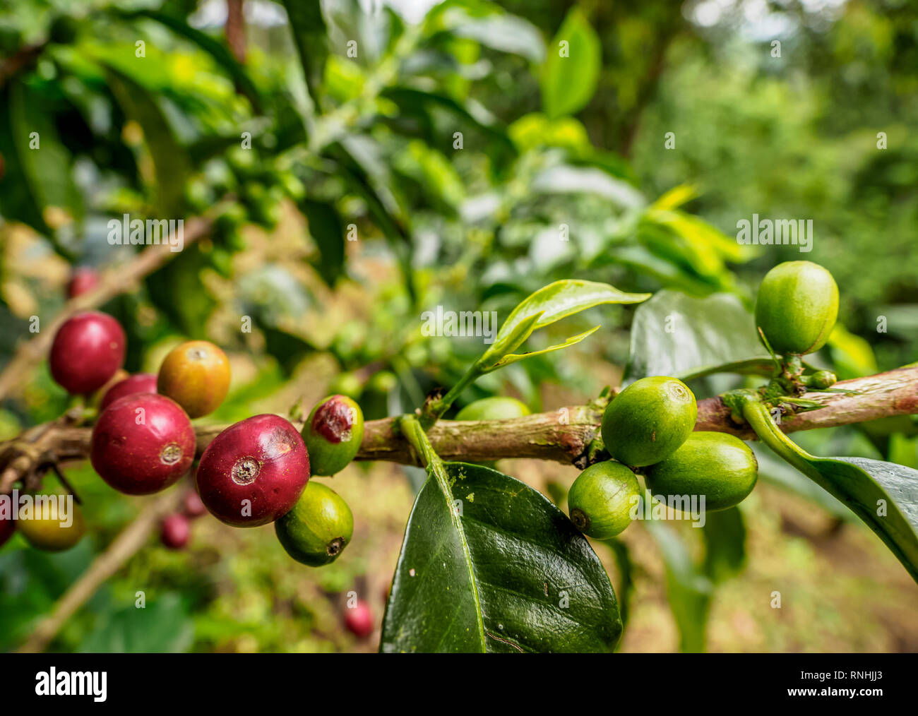 La Coffea ciliegie di caffè triangolo, Salento, dipartimento di Quindio, Colombia Foto Stock