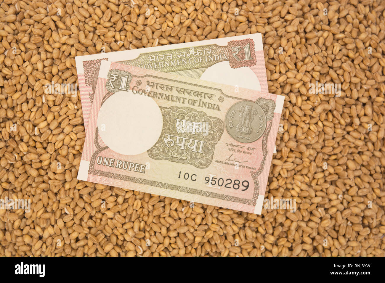 La valuta indiana sulla pila di chicchi di grano nozione di MSP Foto Stock