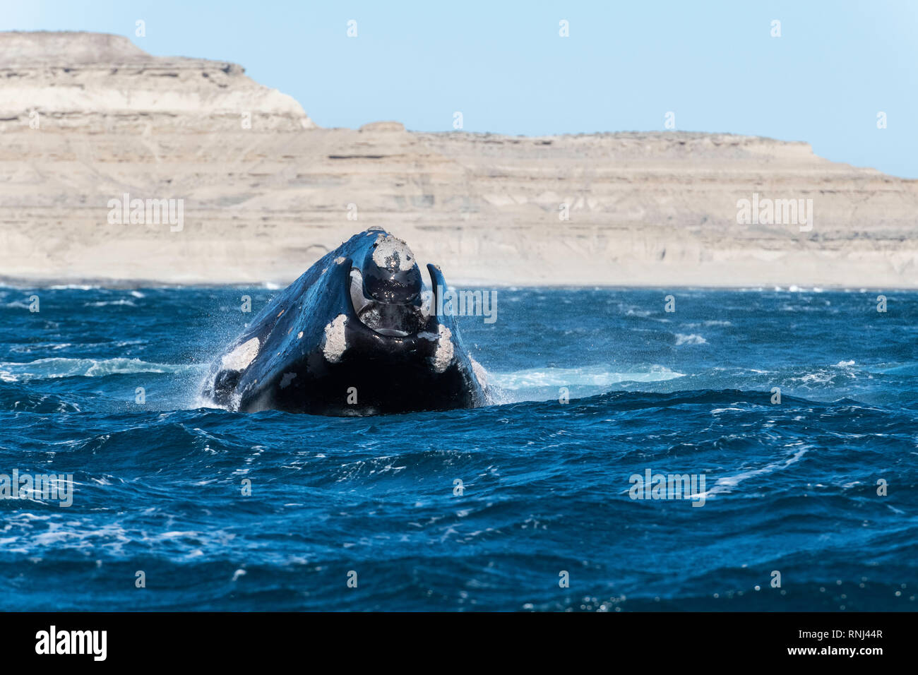 Violare southern right whale, Penisola di Valdes, Argentina. Foto Stock