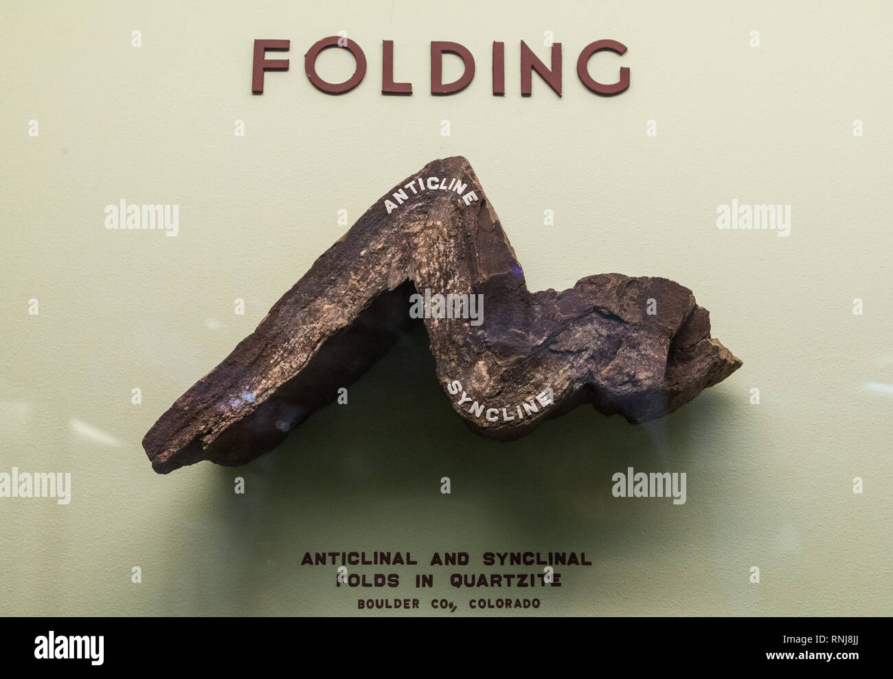 Un campione di roccia ripiegata. Il Field Museum, Chicago, Illinois, Stati Uniti d'America. Foto Stock