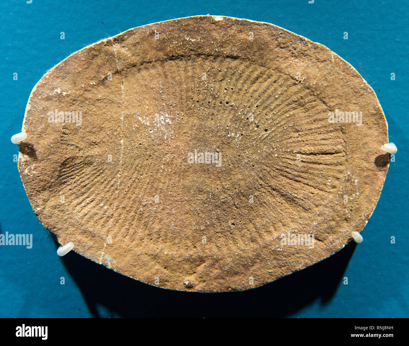 Impronta fossile di un soft-corpo animale di età Precambrian. Il Field Museum, Chicago, Illinois, Stati Uniti d'America. Foto Stock