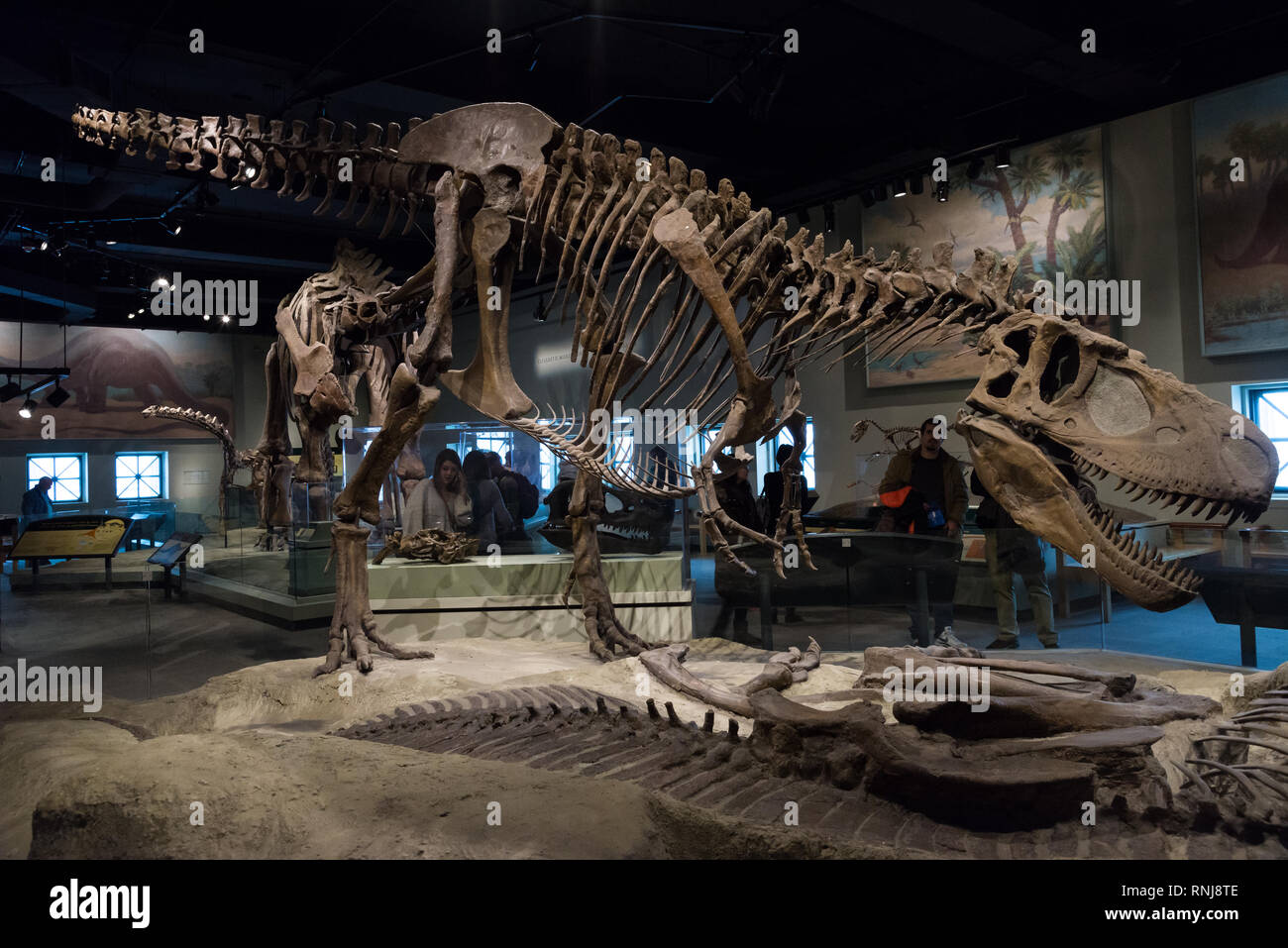 Scheletro del Tyrannosaurus rex nel display. Il Field Museum, Chicago, Illinois, Stati Uniti d'America. Foto Stock