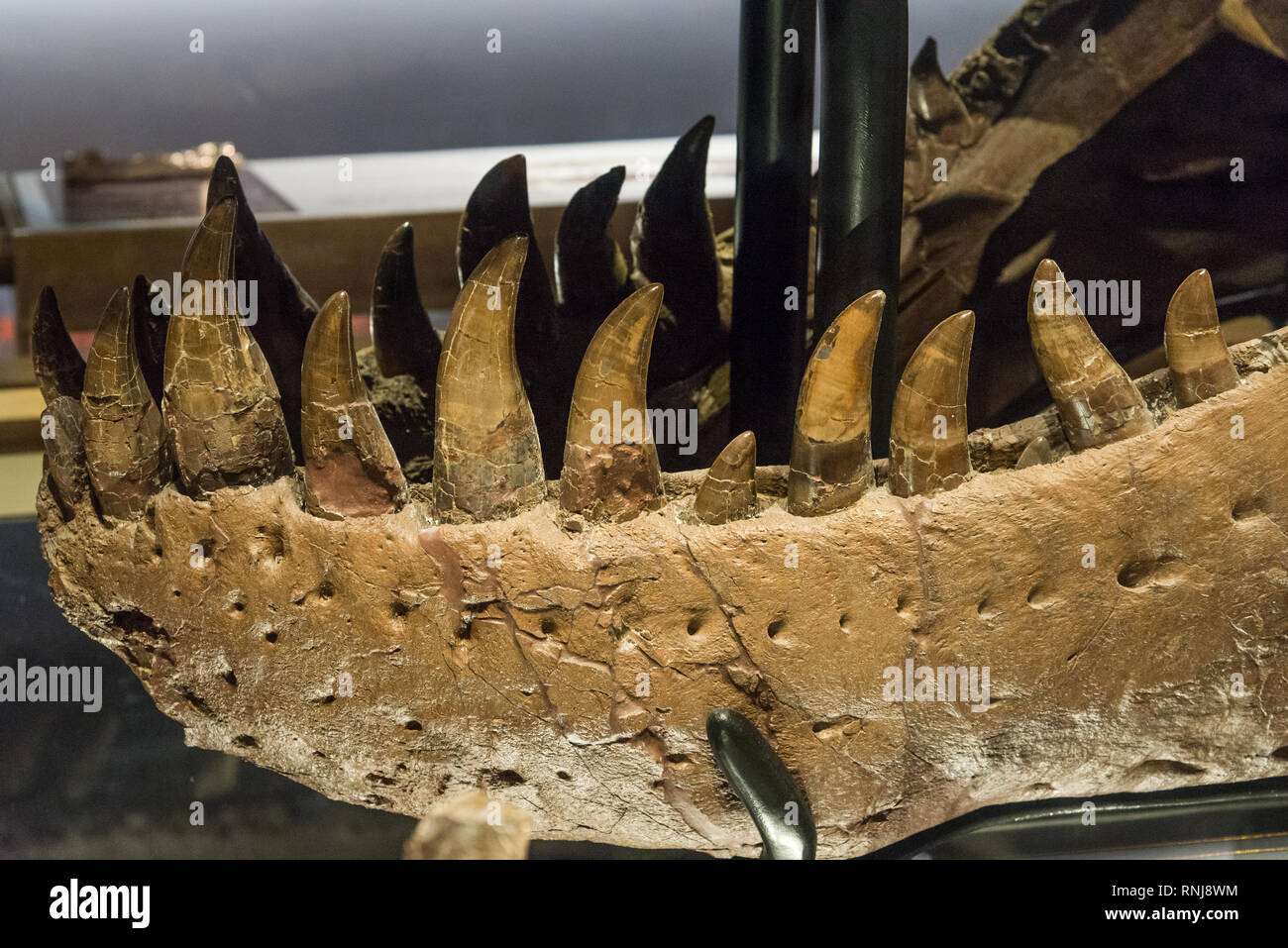 Il vero cranio fossile con denti del famoso "UE" il T. Rex nel display. Il Field Museum, Chicago, Illinois, Stati Uniti d'America. Foto Stock