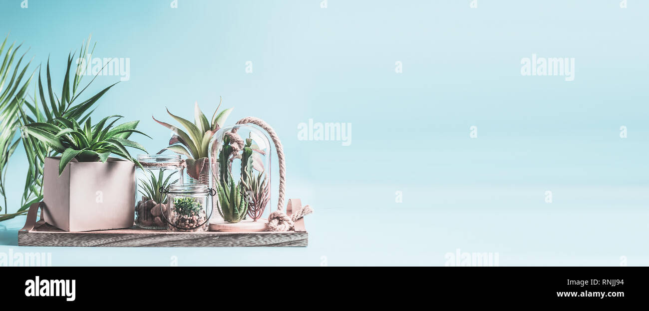 Home succulento giardino. Green House di piante in vaso, vetro terrario e vasi sul tavolo al rosa pastello sfondo. Varie piante succulente e cactus in Foto Stock