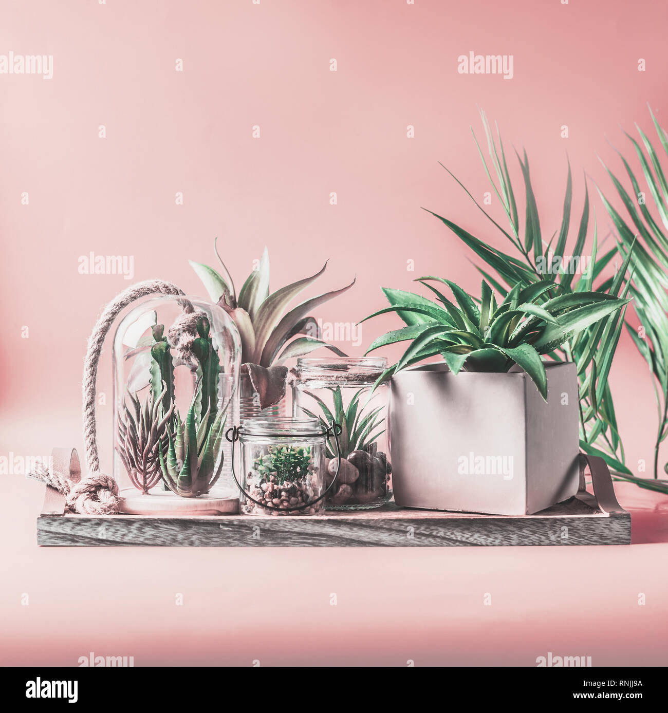 Green House la disposizione delle piante in vaso, vetro terrario e vasi sul tavolo al rosa pastello sfondo. Varie succulente cactus e piante in vaso di vetro Foto Stock