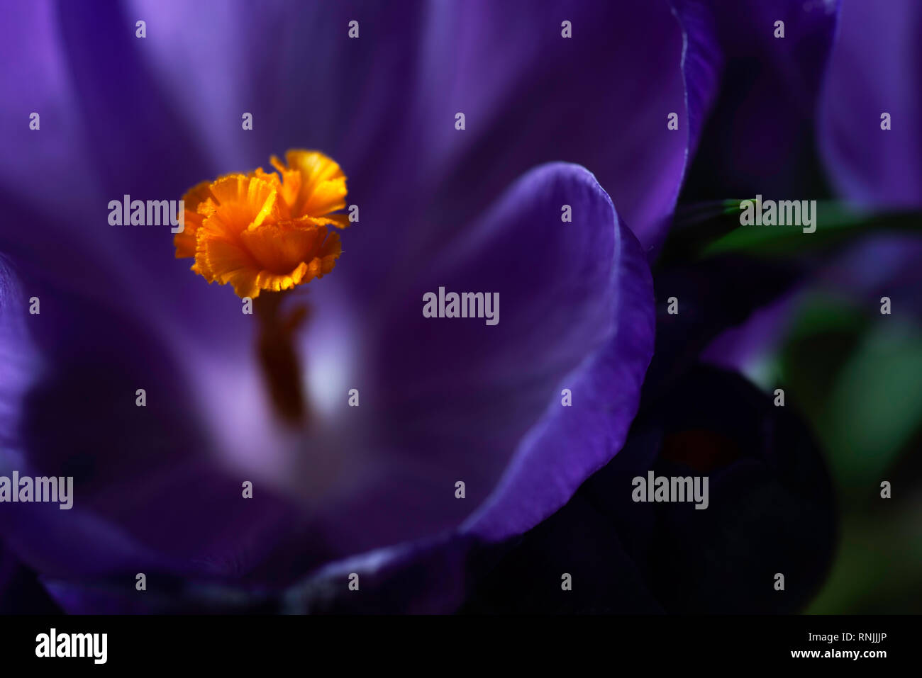 Close up viola fiore Crocus Foto Stock