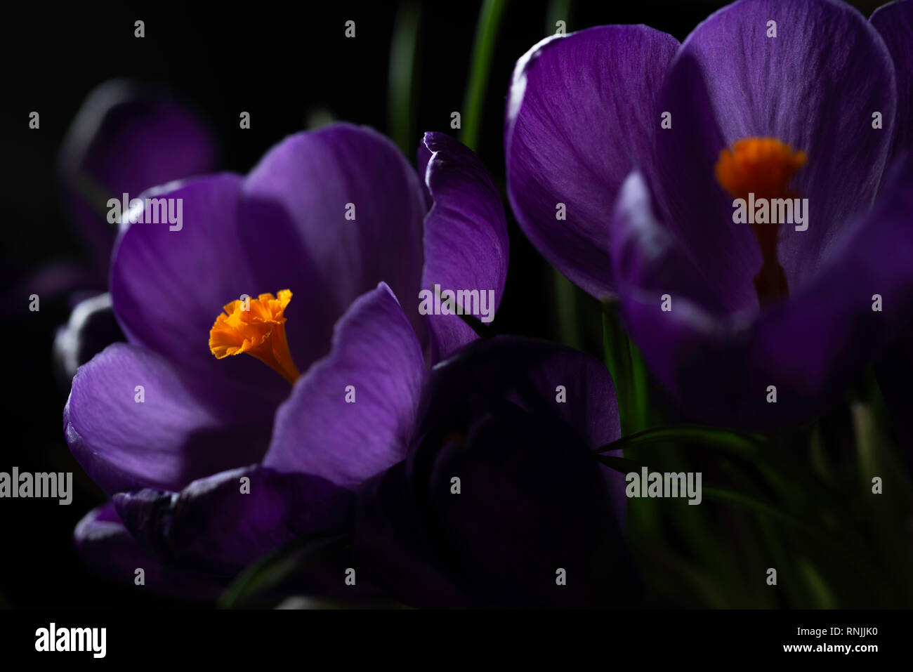 Close up viola fiore Crocus Foto Stock