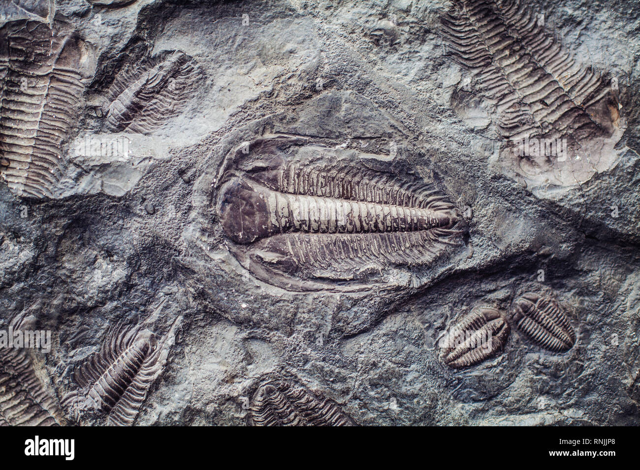 L'impronta di antiche trilobiti in una pietra. Trilobiti, un gruppo di fossili di marini estinti arachnomorph artropodi, classe Trilobita Foto Stock