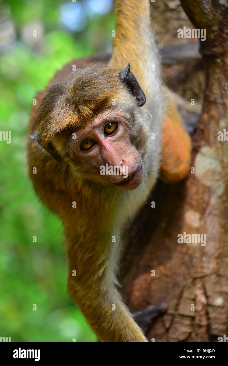 Cheeky Monkey, Toque macaque, Sigiriya, Sri Lanka Foto Stock