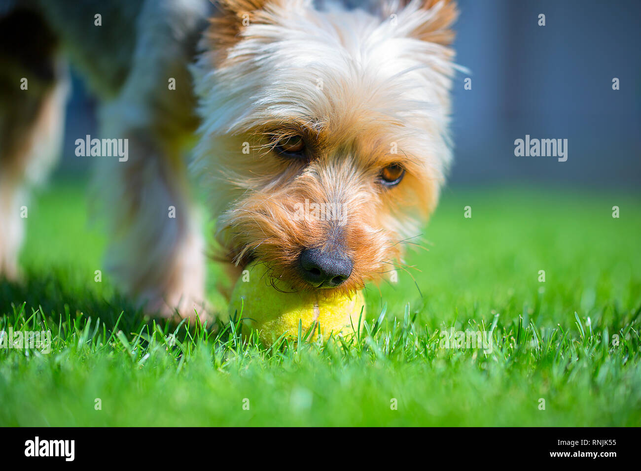 Adorabili Australian Silky Terrier giocare con palla da tennis sul fresco prato falciato in estate calda giornata di sole. Cane gioca su erba appena tagliata con sfera gialla. Foto Stock