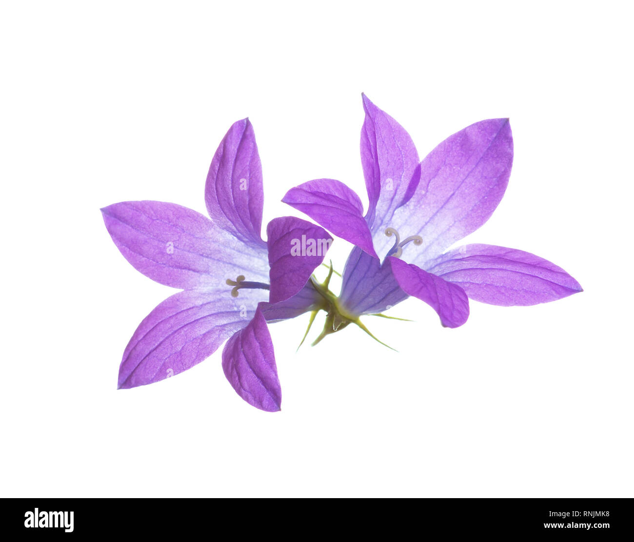 Due campanule isolato su bianco. Diffondere la campanula. Foto Stock