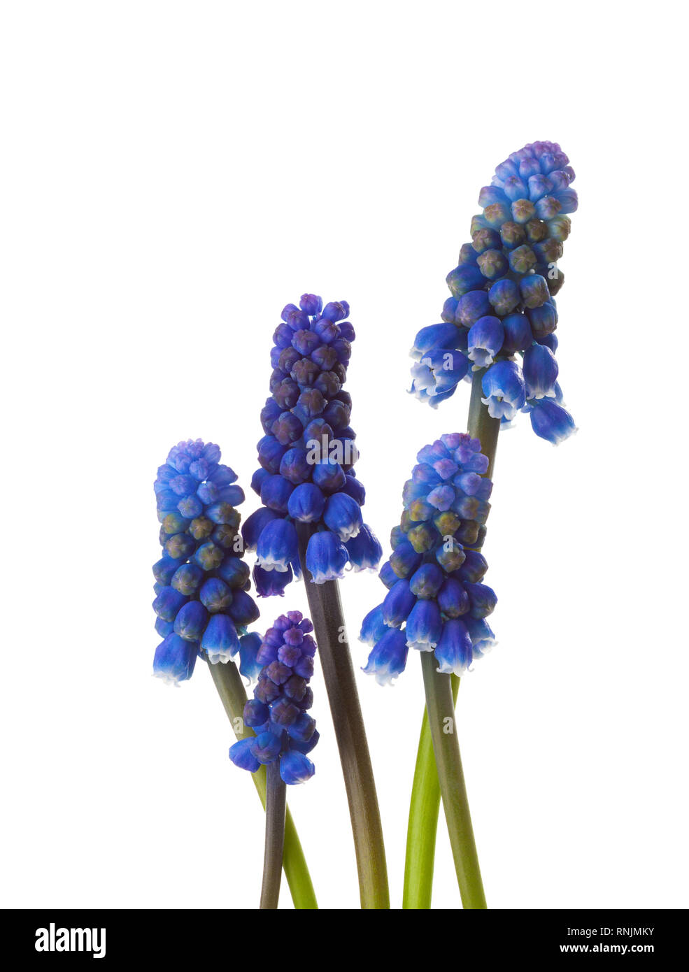 Cinque fiori di uva Giacinto isolati su sfondo bianco. Foto Stock