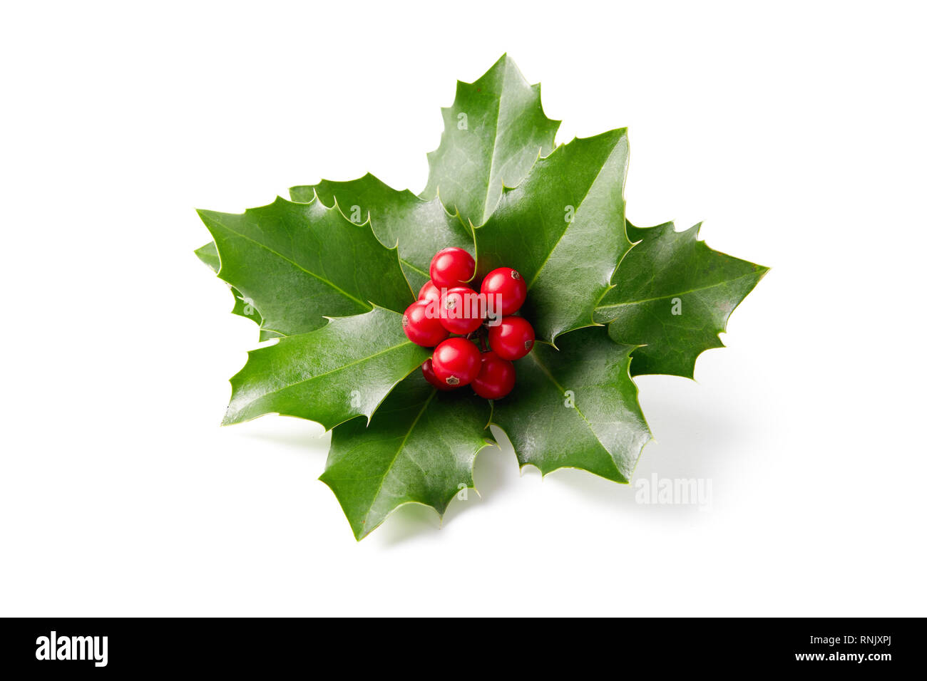 Holly lascia la decorazione con bacche di colore rosso su sfondo bianco. Foto Stock