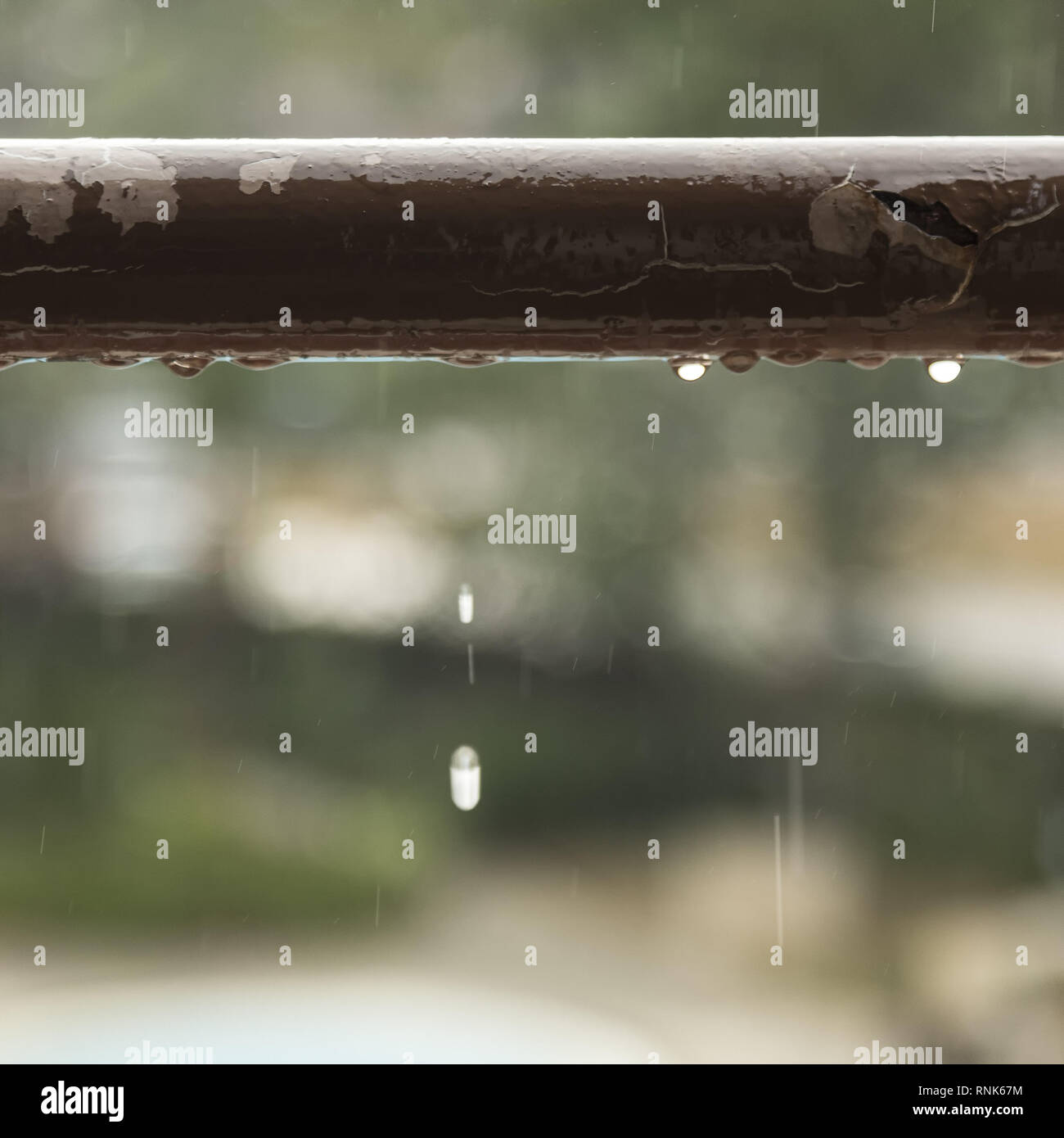 Gocce di pioggia in autunno Foto Stock