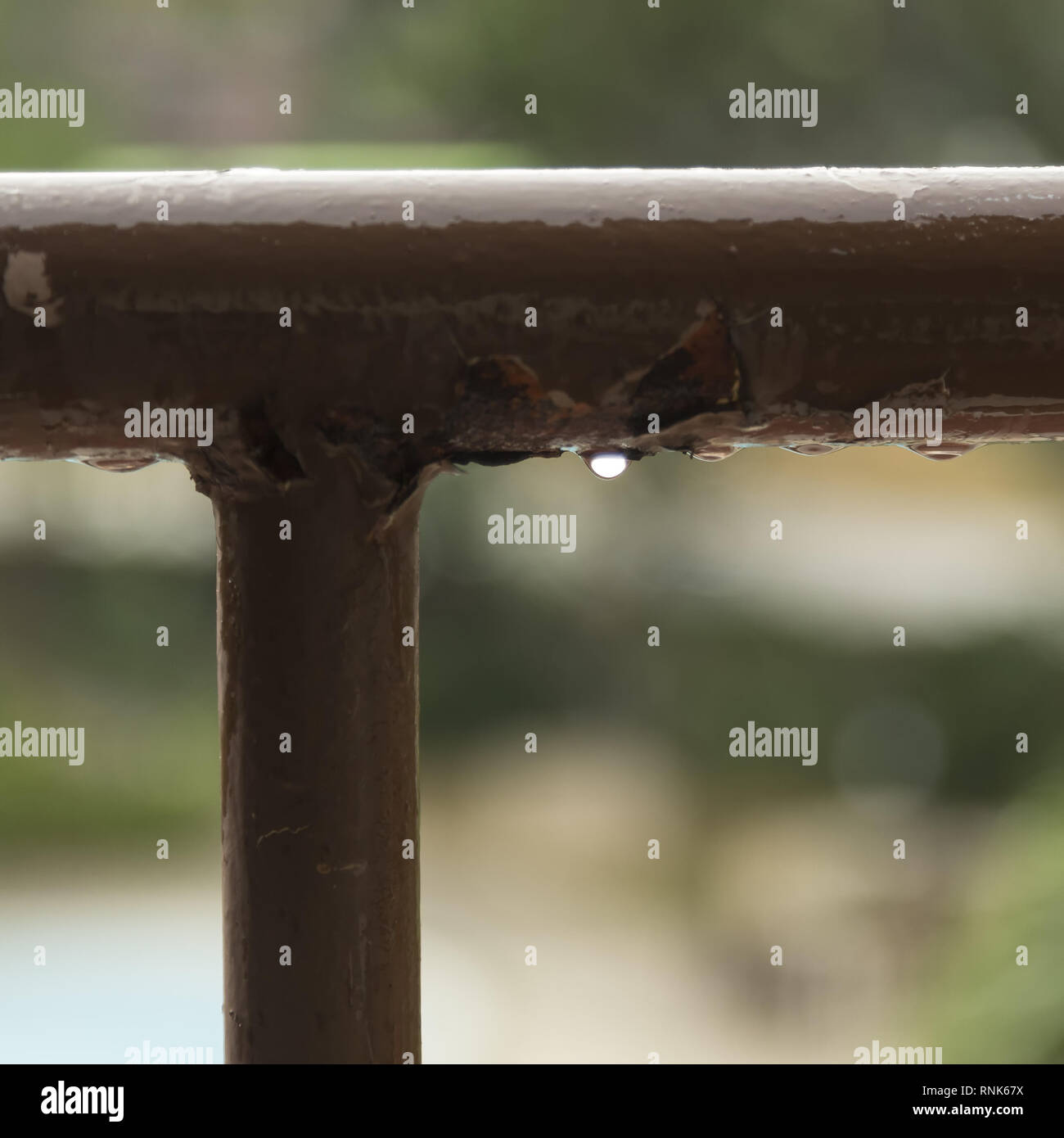 Gocce di pioggia in autunno Foto Stock