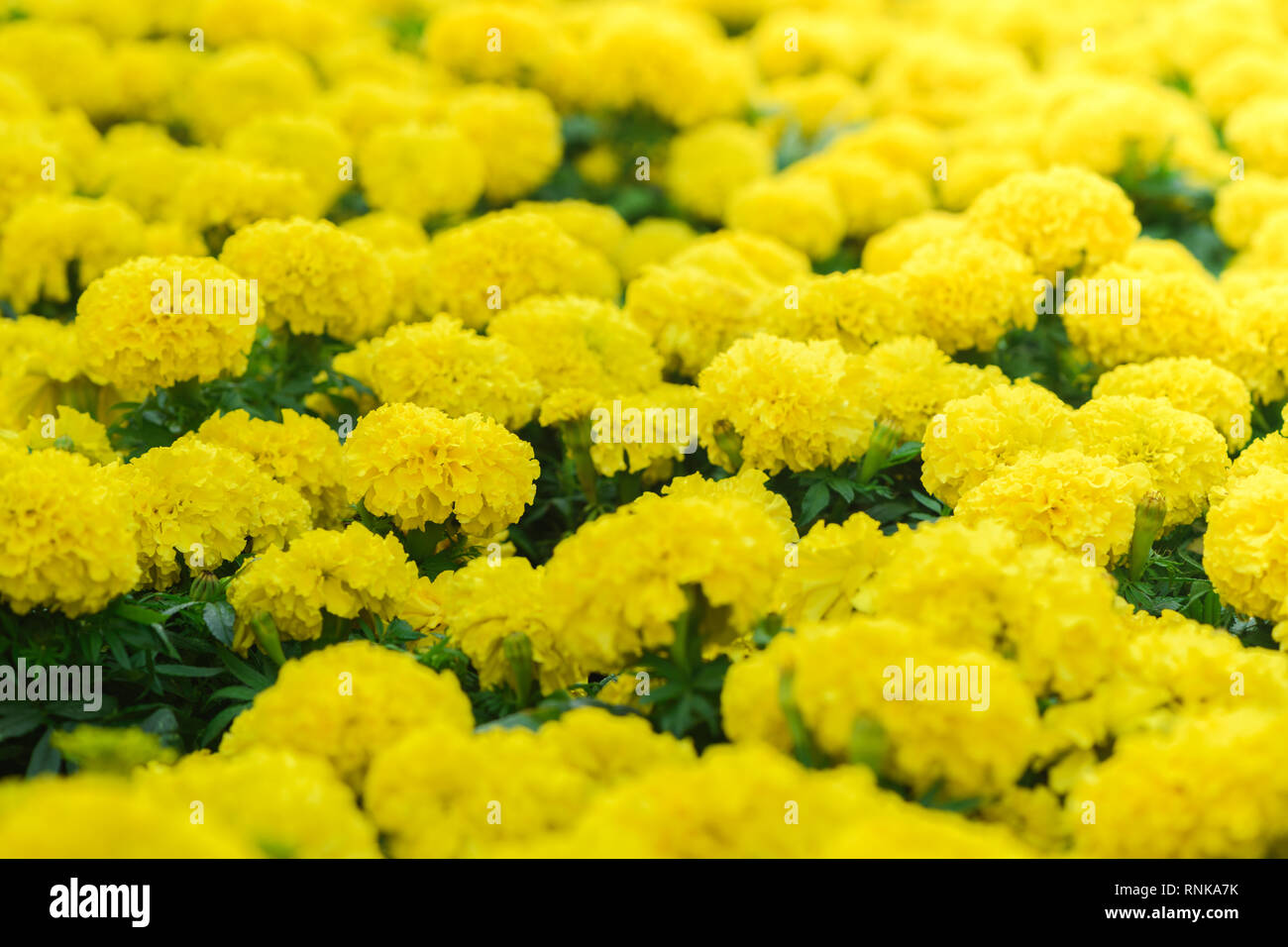 Close up di colore giallo brillante Le calendule sono in fiore nel giardino., sfondo floreale Foto Stock