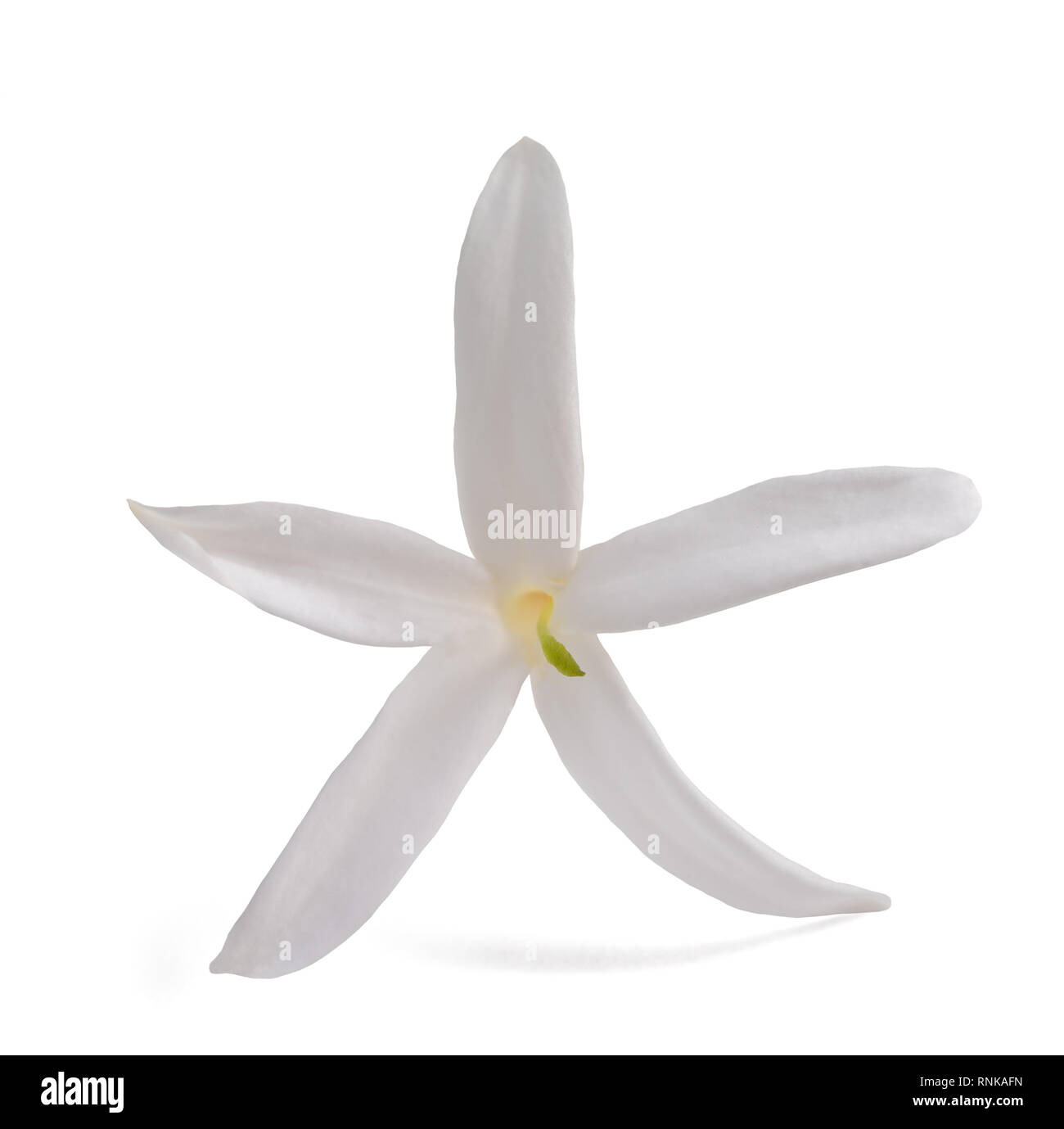 Fiori di gelsomino isolato su bianco Foto Stock