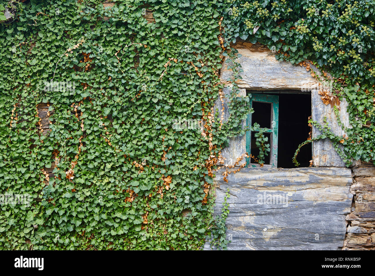 Edera verde su un muro di pietra facciata. Piante che crescono. Natura Foto  stock - Alamy
