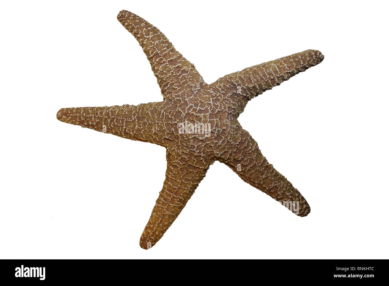 Starfish isolati su sfondo bianco Foto Stock