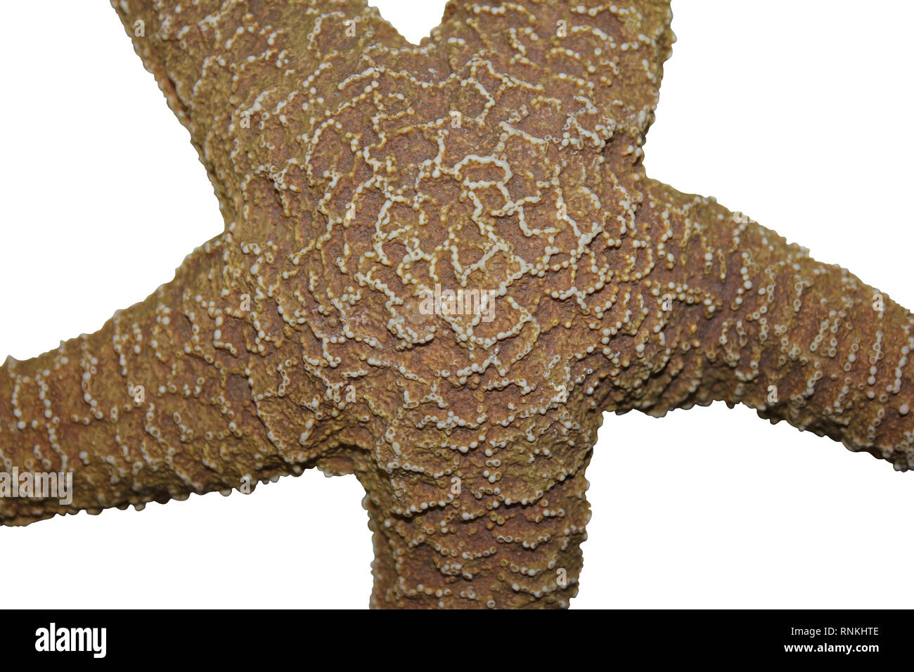 Starfish in dettaglio isolato su sfondo bianco Foto Stock