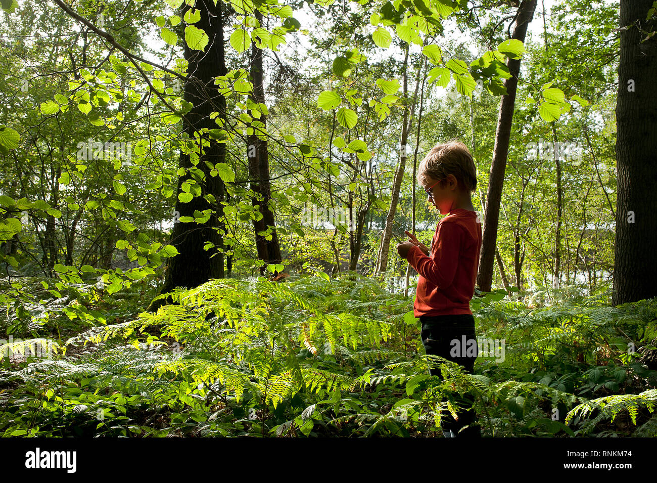 Bambino sul suo proprio in un sottobosco della foresta demaniale di Raismes-Saint-Amand-Wallers, riserva naturale dell'Scarpe-Escaut Parco Naturale Regionale Foto Stock