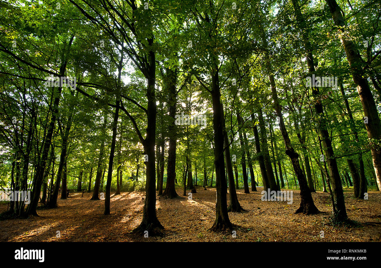 Inquadratura dal basso di alberi in una foresta con fogliame verde sottobosco nella foresta demaniale di Raismes-Saint-Amand-Wallers, riserva naturale del SC Foto Stock