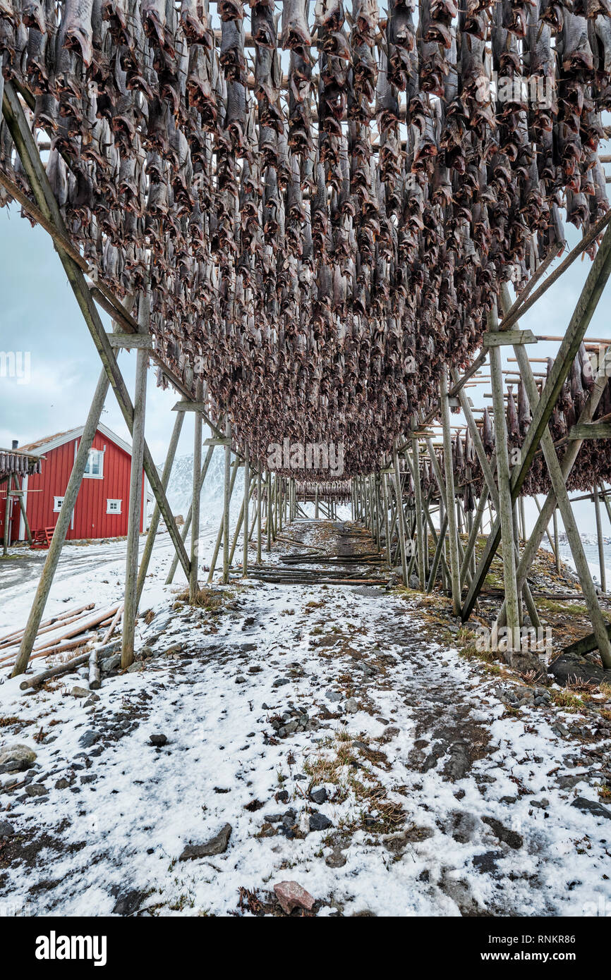 Fiocchi di essiccazione con baccalà baccalà in inverno. Reine e villaggio di pescatori, isole Lofoten in Norvegia Foto Stock