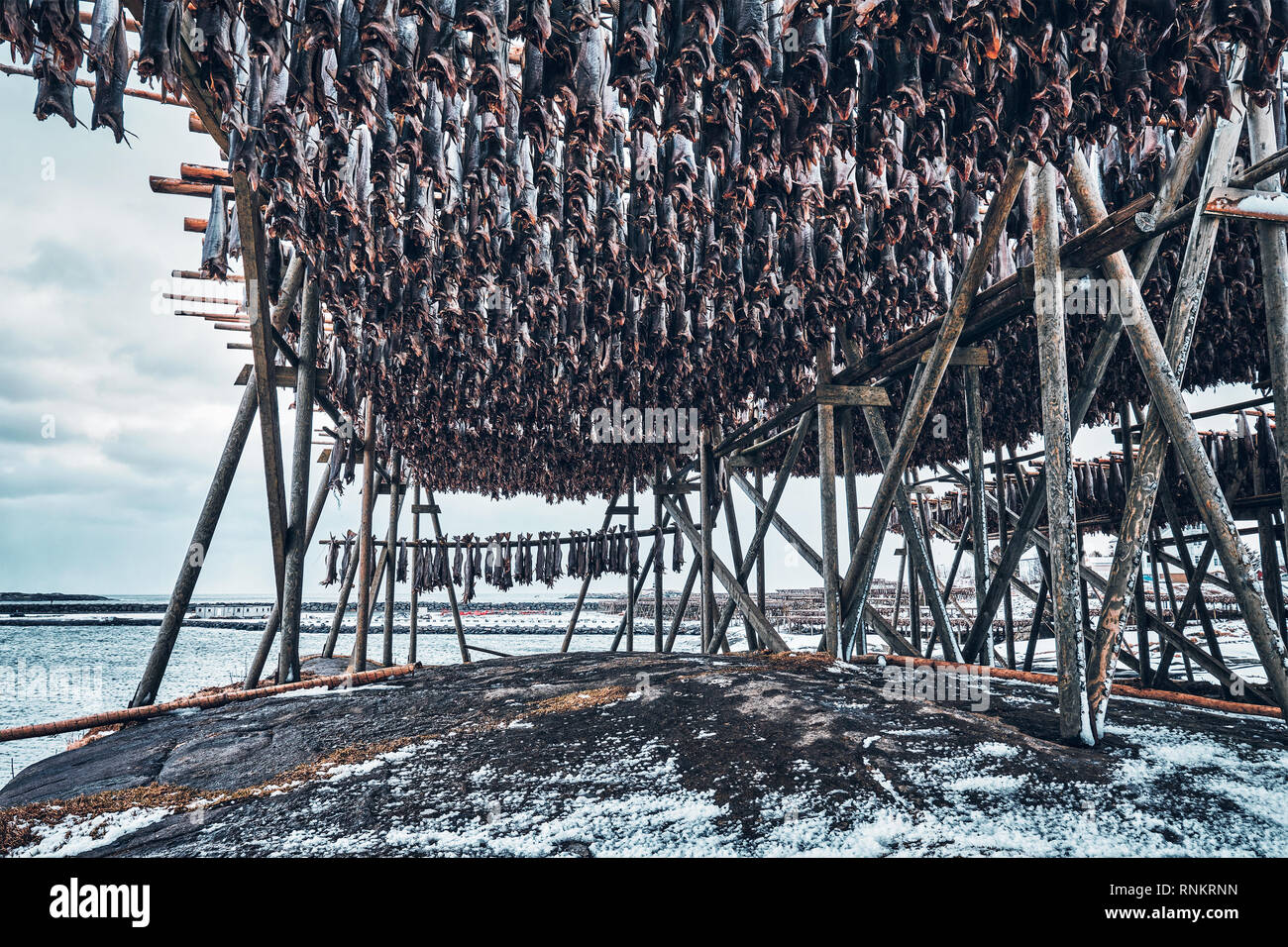 Fiocchi di essiccazione con baccalà baccalà in inverno. Reine e villaggio di pescatori, isole Lofoten in Norvegia Foto Stock