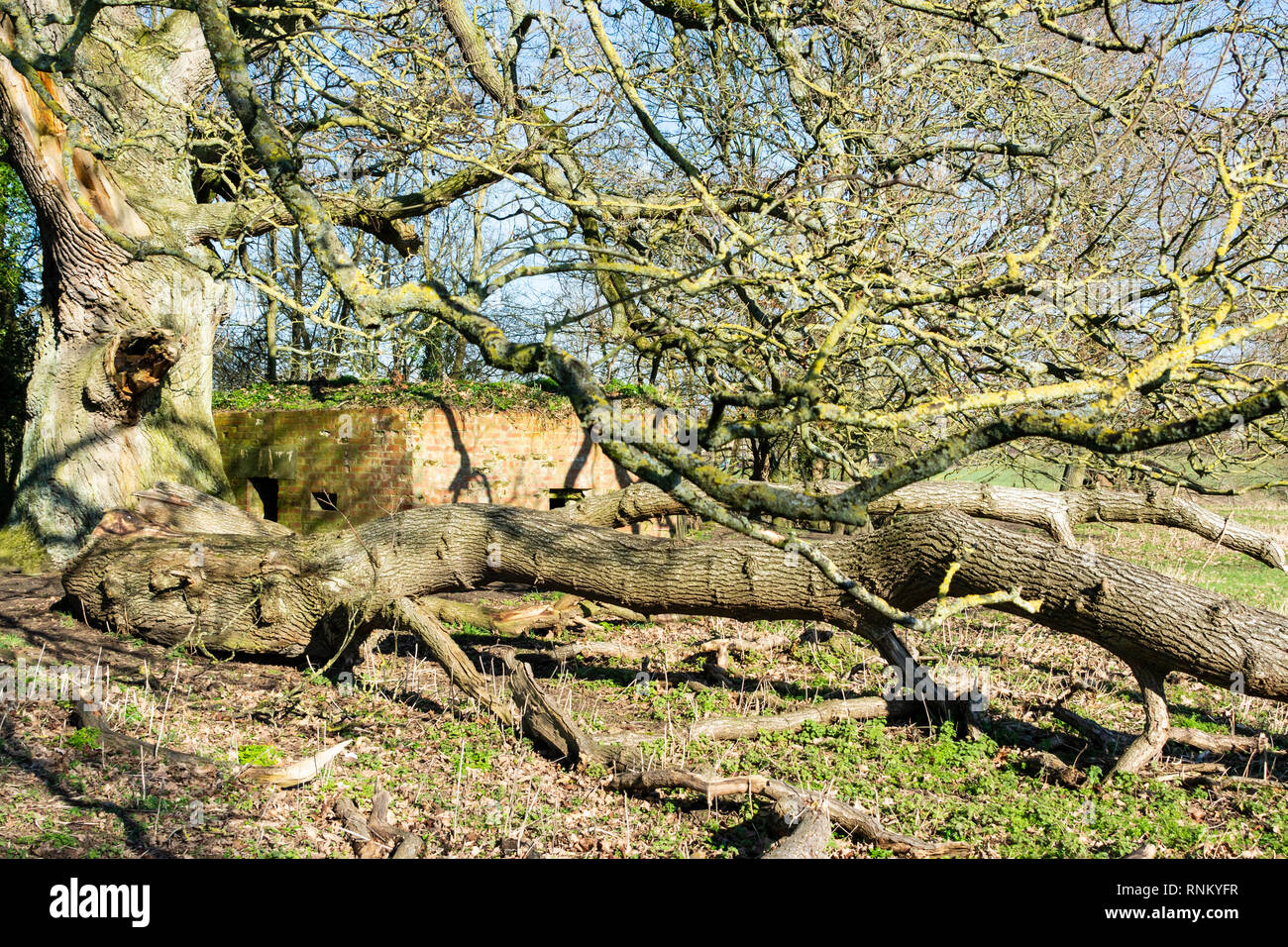 Una seconda guerra mondiale pillola casella in un campo sotto alberi Foto Stock